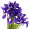 Iris Iris